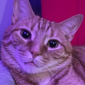 Meet your Posher, Wednesday